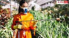 यूरोप के इस शहर में है मच्छरों की फैक्ट्री! इस खास वजह से किया जाता है इन कीड़ों का उत्पादन- यूजर्स हैरान