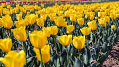 दिल्ली में इस सर्दी की दस्तक होगी खास, 5 लाख से ज्यादा लगेंगे ट्यूलिप