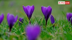 Kashmiri Saffron: कश्मीर के केसर का ईरान से है सीधा संबंध, जानें इस लाल सोने के ईरानी कनेक्शन के बारे में