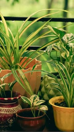 9 Indoor Plants That Purify The Air Naturally