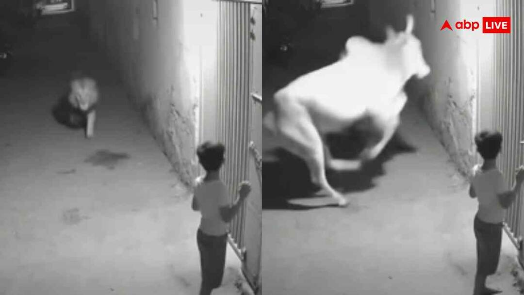 A lion attacked child outside his home but a cow saved the child life video goes viral trending ओह भगवान! घर के बाहर खड़े बच्चे पर शेर ने बोला हमला, गाय ने बीच में आकर... देखें वायरल वीडियो