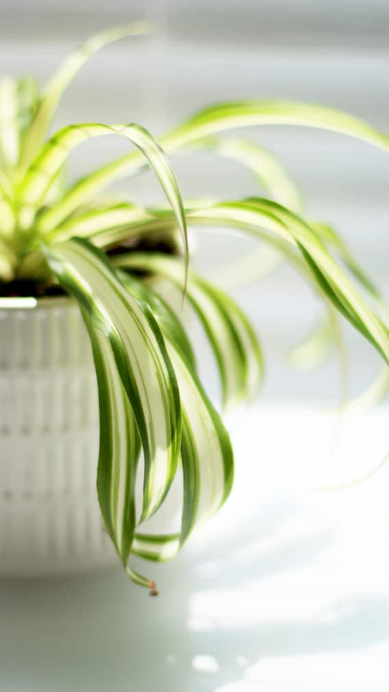 ઘરની હવામાં શુદ્ધતા લાવશે આ ઇન્ડોર છોડ