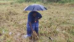 தொடர் மழை... வீடுகளிலேயே முடங்கிய மக்கள்: அறுவடைக்குத் தயாரான பயிர்கள் நீரில் மூழ்கி விவசாயிகள் வேதனை