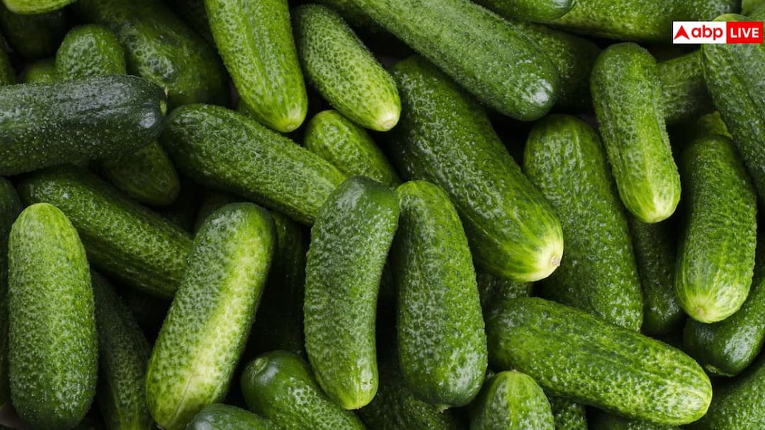 Know How to Grow Fresh Cucumbers at Home Easily Simple Steps घर पर कैसे उगा सकते हैं ताजा खीरा? यहां है बेहद आसान तरीका जानकर रह जाएंगे हैरान