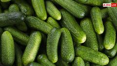 घर पर कैसे उगा सकते हैं ताजा खीरा? यहां है बेहद आसान तरीका जानकर रह जाएंगे हैरान