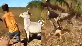 Video: इसे कहते हैं कर्मा! गधे को थप्पड़ मार उसपर बैठ गया युवक, फिर जो हुआ...