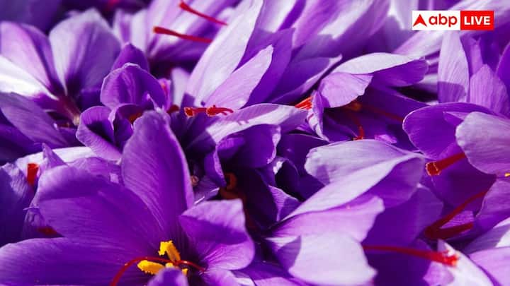 कश्मीर के केसर का ईरान से सीधा ऐतिहासिक संबंध है. दरअसल ईरानी सूफी संतों ने सदियों पहले इस जगह पर केसर की फसल की शुरुआत की थी. ईरान दुनिया का सबसे बड़ा उत्पादक बना हुआ है जहां सालाना 300 टन केसर की खेती होती है. हालांकि कश्मीरी केसर अपनी शुद्धता और बाकी वजहों से ईरानी केसर से 60% से 75% ज्यादा महंगा होता है.