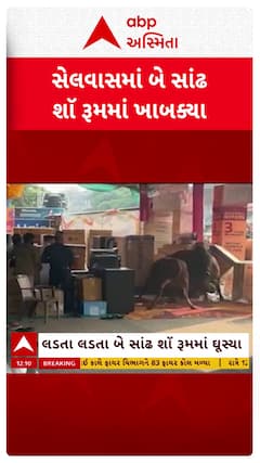 Silvassa News: ગુજરાતની જેમ સંઘ પ્રદેશમાં રખડતા ઢોરનો આતંક, સેલવાસમાં બે સાંઢ શૉ રૂમમાં ખાબક્યા