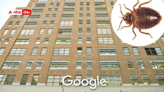 Google bugged: గూగుల్‌పై బగ్‌ ఎటాక్- సాఫ్ట్‌వేర్ బగ్‌లు కాదు.. నిజమైన నల్లులు ! వర్క్ ఫ్రం హోం ఇచ్చేశారు