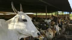 महापुरात उद्ध्वस्त झालेल्या धारशिवच्या शेतकऱ्यांना 101 दुभत्या गायी देणार, प्रताप सरनाईक यांची दिवाळी भेट