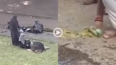 Video: जहां मुस्लिम महिलाओं ने पढ़ी नमाज, वहां BJP MP ने गोमूत्र छिड़ककर किया शुद्धिकरण, वीडियो वायरल