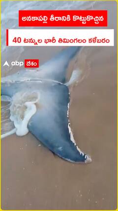 అనకాపల్లి తీరానికి కొట్టుకొచ్చిన 40 టన్నుల భారీ తిమింగలం కళేబరం