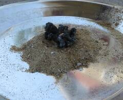 'हे' आहेत दिवाळीतील सर्वात धोकादायक फटाके; कॅन्सरचा गंभीर इशारा!