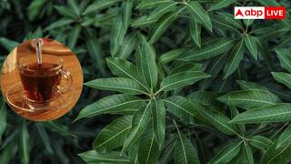 इन लोगों को रोजाना पीनी चाहिए आम के पत्तों की चाय, मिलते हैं इतने सारे फायदे