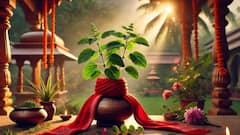Tulsi Vivah 2025: 2 या 3 नवंबर 2025 कब है तुलसी विवाह? जानें शुभ मुहूर्त और महत्व