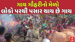 અનોખી પરંપરા! દાહોદમાં ગાય ગૌહરી મહોત્સવ: ગૌધનના ધણ નીચે સૂઈને પાપની ક્ષમા માંગે છે આદિવાસી સમુદાય, જુઓ Video