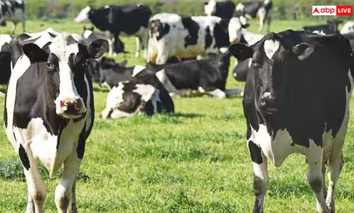 ਗੋਵਰਧਨ ਪੂਜਾ ਵਾਲੇ ਦਿਨ ਮਾਤਾ ਗਊ ਨੂੰ ਕਿਸੇ ਵੀ ਤਰ੍ਹਾਂ ਪਰੇਸ਼ਾਨ ਨਾ ਕਰੋ, ਕਿਉਂਕਿ ਇਸ ਨਾਲ ਭਗਵਾਨ ਕ੍ਰਿਸ਼ਨ ਨਾਰਾਜ਼ ਹੋ ਸਕਦੇ ਹਨ। ਗੋਵਰਧਨ ਪੂਜਾ ਵਾਲੇ ਦਿਨ ਮਾਤਾ ਗਊ ਦੀ ਸੇਵਾ ਕਰਨਾ ਬਹੁਤ ਪੁੰਨ ਮੰਨਿਆ ਜਾਂਦਾ ਹੈ।