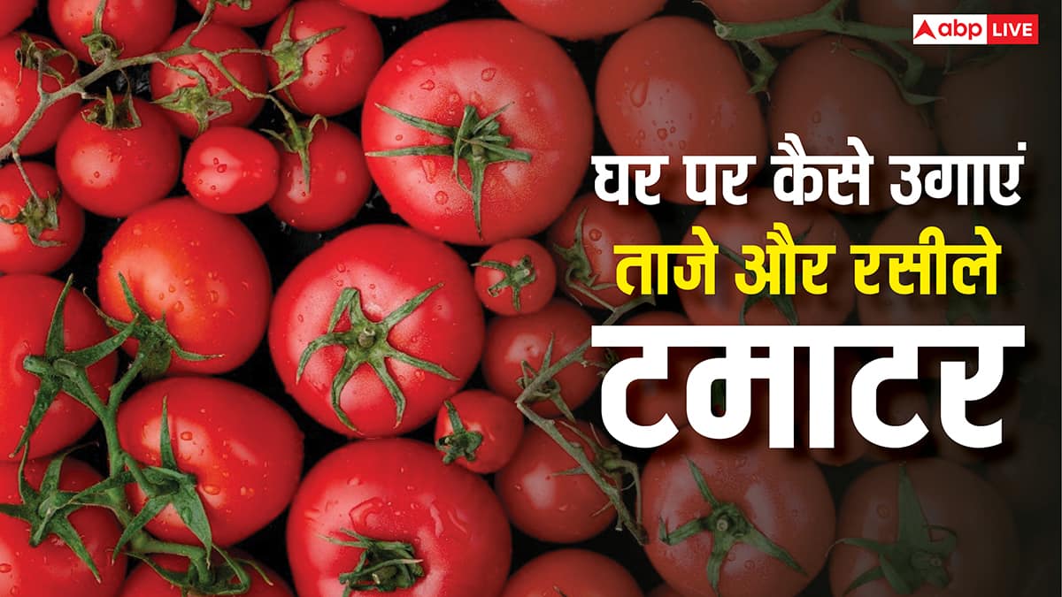 किचन गार्डन में उगाने है लाल रसीले टमाटर तो आज ही करें ये काम, यहां है बेहद आसान तरीका