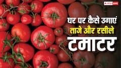 किचन गार्डन में उगाने है लाल रसीले टमाटर तो आज ही करें ये काम, यहां है बेहद आसान तरीका