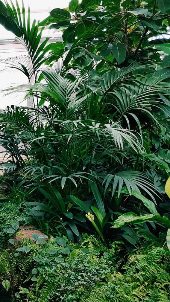 ये 5 पौधे देते हैं सबसे ज्यादा ऑक्सीजन