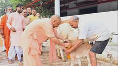 विधि विधान से गोवर्धन पूजा के बाद सीएम योगी बोले- भारत की समृद्धि का आधार है गोवंश