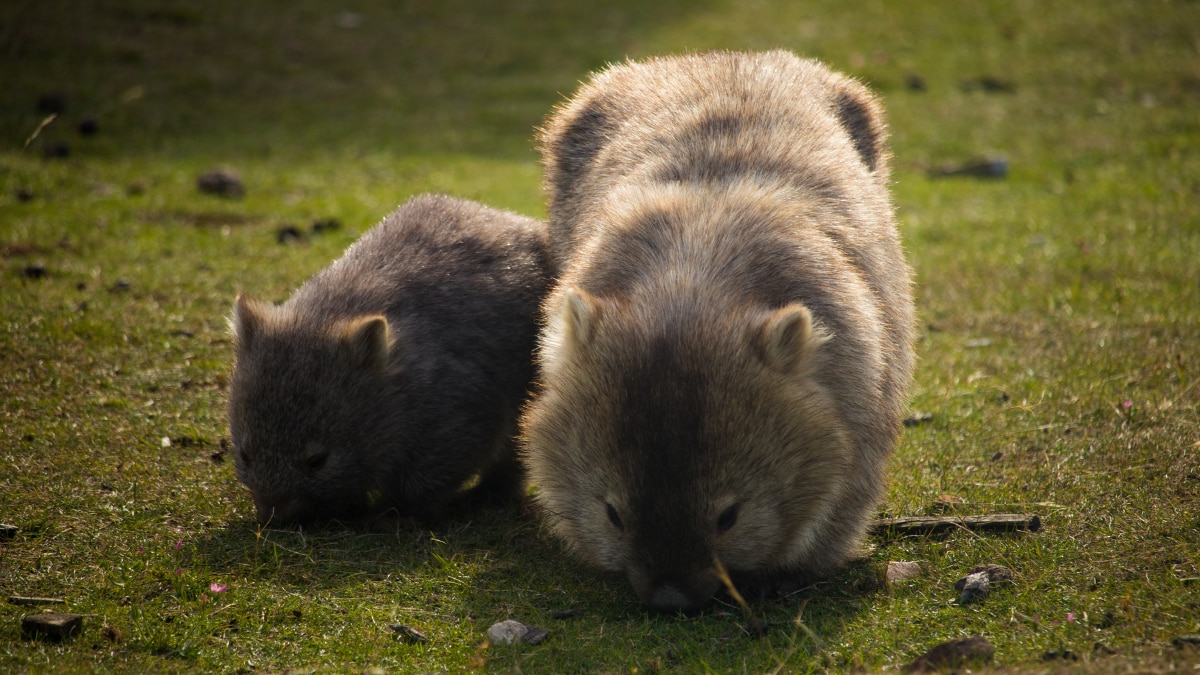 World Wombat Day 2025: 8 Fascinating Facts About Australia’s Adorable Burrowing Marvels