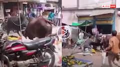 Video: बीच बाजार भिड़ गए दो सांड, जमकर मचाई भीषण तबाही, मची भगदड़, देखें वीडियो