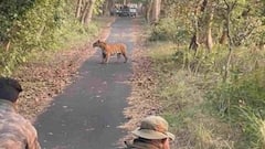 राजाजी टाइगर रिजर्व पार्क: 15 नवंबर से जंगल सफारी की होगी शुरुआत, देश-विदेश से आएंगे पर्यटक
