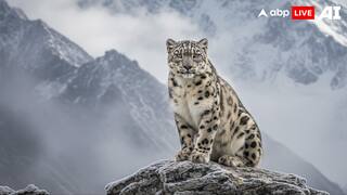 International Snow Leopard Day 2025: 8 Astonishing Facts About The Ghost Of The Mountains
