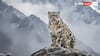 International Snow Leopard Day 2025: 8 Astonishing Facts About The Ghost Of The Mountains