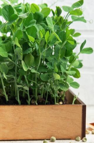 ਘਰ 'ਚ ਕਿਵੇਂ ਉਗਾਈਏ ਮੇਥੀ, ਜਾਣੋ ਸੌਖਾ ਢੰਗ, ਸਿਹਤ ਲਈ ਲਾਹੇਵੰਦ