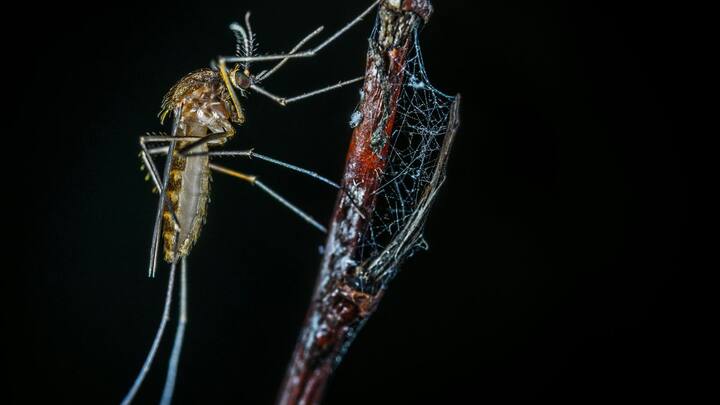 आइसलैंड की ठंडी जलवायु और बर्फ से जमे हुए जलस्रोत मच्छरों के पनपने के लिए बिल्कुल अनुकूल नहीं थे. मच्छर ठंडे खून वाले जीव होते हैं, जो अपने शरीर का तापमान नियंत्रित नहीं कर सकते हैं.इसलिए उन्हें गर्म, नम और स्थिर पानी की जरूरत होती है, ताकि वे अंडे दे सकें और प्रजनन कर सकें. इसी वजह से अब तक आइसलैंड में मच्छरों का नामोनिशान नहीं था.