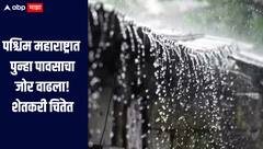 पश्चिम महाराष्ट्रात पुन्हा पावसाचा जोर वाढला, 'या' दोन जिल्ह्यात मुसळधार पाऊस सुरु, शेतकरी चिंतेत 