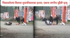 Karjat News : पिसाळलेल्या बैलाचा हैदोस! चालत्या मोटारसायकलस्वारला धडक, एकाचा जागीच मृत्यू, तर एकजण गंभीर