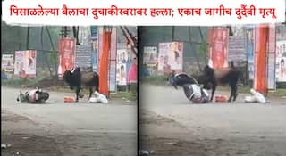 Karjat News : पिसाळलेल्या बैलाचा हैदोस! चालत्या मोटारसायकलस्वारला धडक, एकाचा जागीच मृत्यू, तर एकजण गंभीर
