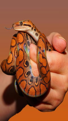 सांप को घर से दूर रखने के 5 तरीके