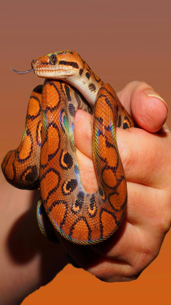 வீட்டில் பாம்புகளைத் தவிர்க்க 5 வழிகள்