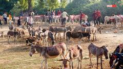 मध्य प्रदेश में गधों की संख्या में भारी गिरावट, पशुधन गणना रिपोर्ट में चौंकाने वाला आंकड़ा