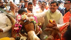 MP में गौ-शालाओं के लिए मुख्यमंत्री मोहन यादव ने बनाया खास प्लान, गोवर्धन पूजा के दिन किया ऐलान