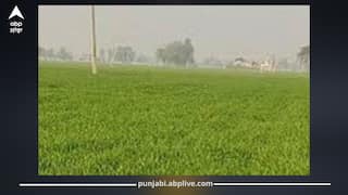 Punjab News: ਪੰਜਾਬ ਦੇ ਲੱਖਾਂ ਕਿਸਾਨਾਂ ਲਈ ਖੁਸ਼ਖਬਰੀ, MSP ਦਾ ਲਾਭ ਲੈਣ 'ਚ ਇਹ ਜ਼ਿਲ੍ਹਾ ਸਭ ਤੋਂ ਅੱਗੇ, ਜਾਣੋ ਤਾਜ਼ਾ ਅੰਕੜੇ!