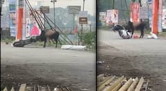 Karjat News : पिसाळलेल्या बैलाचा हैदोस! चालत्या मोटारसायकलस्वारला धडक, एकाचा जागीच मृत्यू, तर एकजण गंभीर