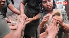 महिला फॉरेस्ट स्टाफ की बहादुरी, CPR से बंदर के बच्चे की जान बचाई, अब सोशल मीडिया पर आई तारीफों की बाढ़