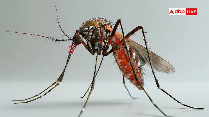 Mosquito Free Iceland: आइसलैंड जैसे ठंडे देश में मच्छरों की मौजूदगी इस बात का सबूत है कि प्रकृति तेजी से बदल रही है. वहीं एक जगह अभी भी ऐसी है, जहां एक भी मच्छर नहीं हैं.