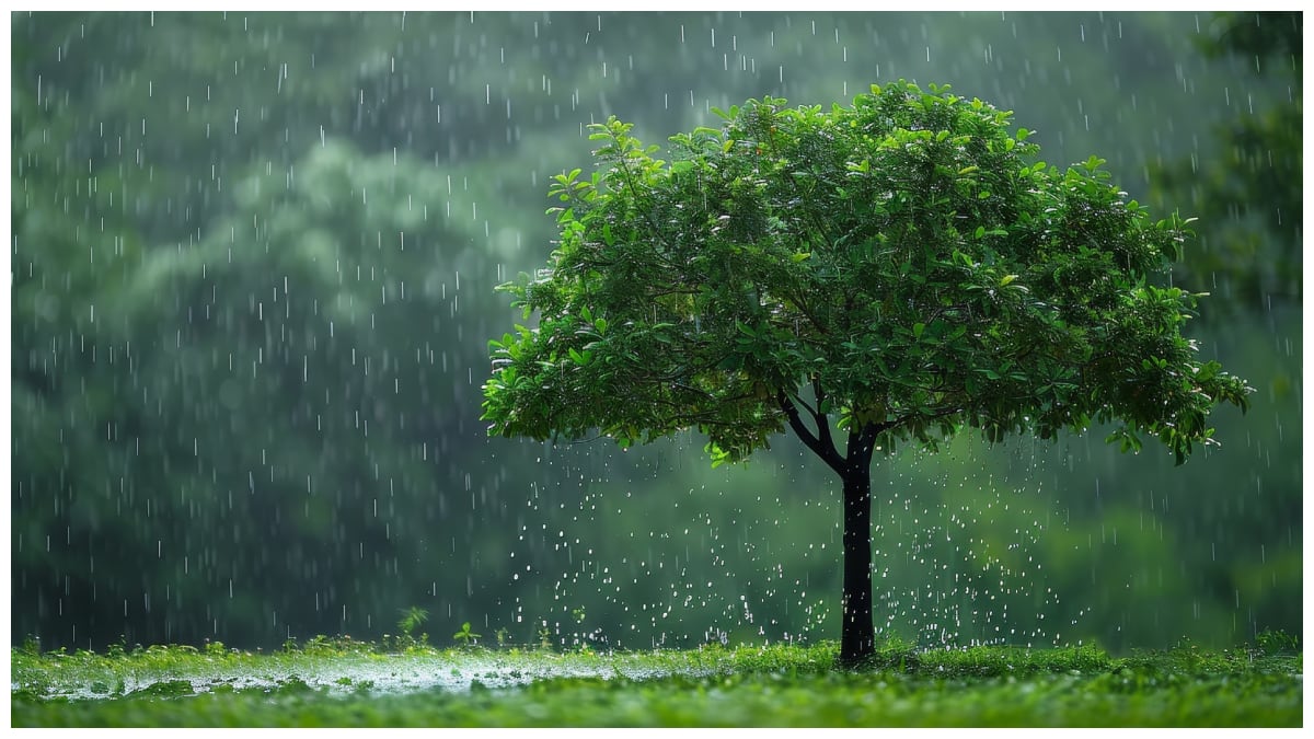 Andhra Pradesh Weather Report: ఆంధ్రప్రదేశ్‌లో భారీ వర్షాలు - దుబాయ్ నుంచి సమీక్ష ముఖ్యమంత్రి సమీక్ష