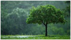 ఆంధ్రప్రదేశ్‌లో భారీ వర్షాలు - దుబాయ్ నుంచి సమీక్ష ముఖ్యమంత్రి సమీక్ష