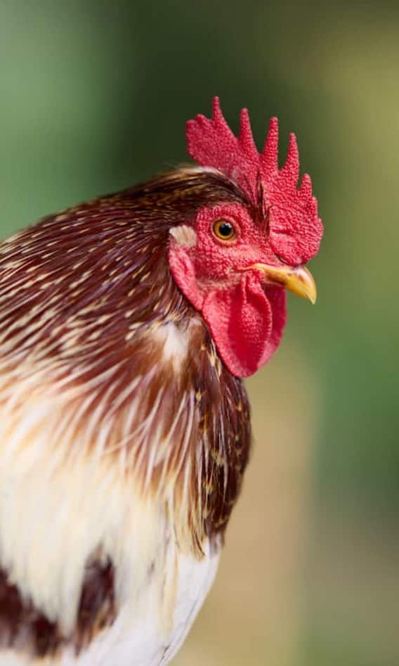 कितने साल तक जिंदा रहता है मुर्गा?