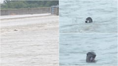 தென்பெண்ணை ஆற்றில் நீர் நாய் உற்சாகம்! வெள்ளத்தில் மீன் வேட்டை:  வியந்து பார்த்த மக்கள்