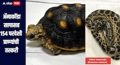 अ‍ॅनाकोंडा सापासह 154 परदेशी प्राण्यांची तस्करी, मुंबईत विमानतळावर कस्टम विभागाची मोठी कारवाई 