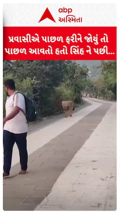 Palitana Lion Video : પ્રવાસીએ પાછળ ફરીને જોયું તો પાછળ આવતો હતો સિંહ ને પછી...