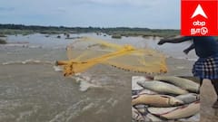 வைகை ஆற்றில் வரும் உபரி நீர்...  உற்சாகமாக மீன் பிடித்து மகிழும் மீன் பிரியர்கள் !